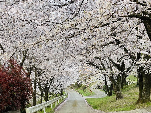 朝日山森林公園　桜の絵になる道