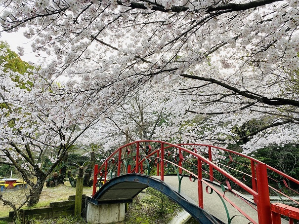 朝日山森林公園　赤い橋と桜