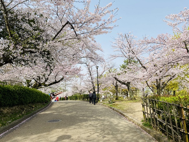 丸亀城うるし林遊歩道桜