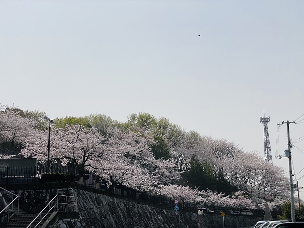 丸亀市飯山総合運動公園　外からの桜