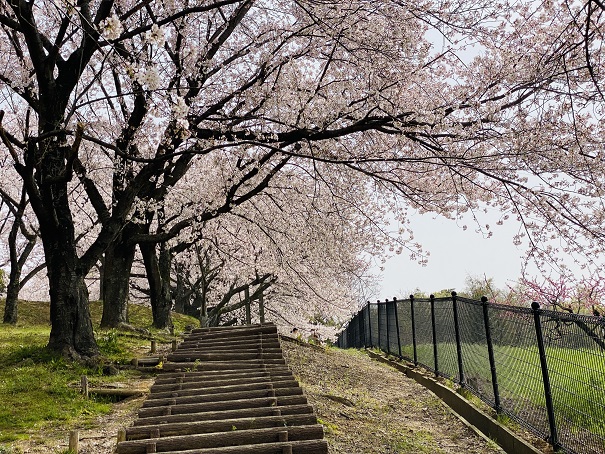 丸亀市飯山総合運動公園　ふれあい広場桜