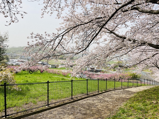 丸亀市飯山総合運動公園　桜越しの桃