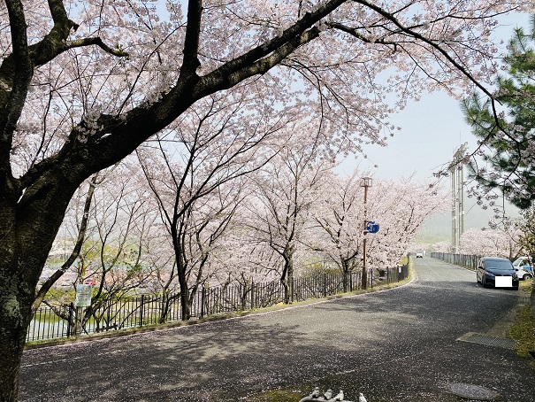 丸亀市飯山総合運動公園　水辺の広場桜1