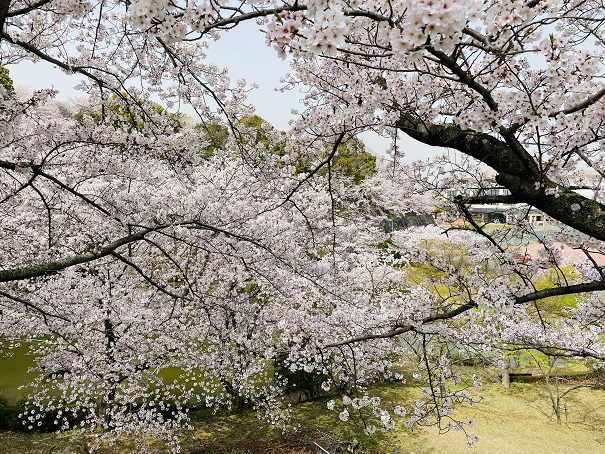丸亀市飯山総合運動公園　水辺の広場の桜2