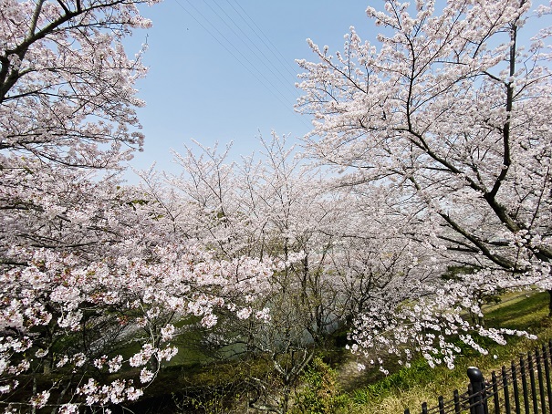 丸亀市飯山総合運動公園　水辺の広場桜4