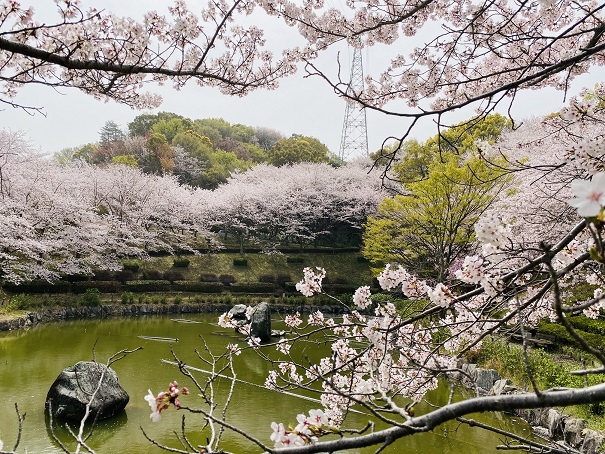 丸亀市飯山総合運動公園　桜