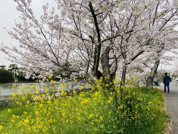竜桜公園　菜の花と桜
