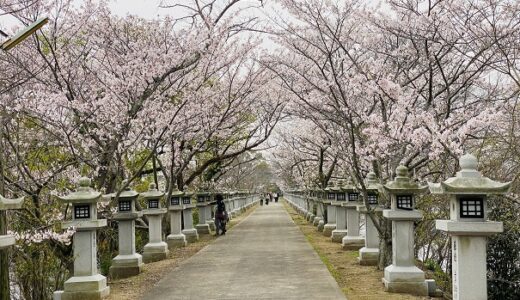竜桜公園 龍満池に伸びる桜のトンネルと石灯篭 花見 高松市