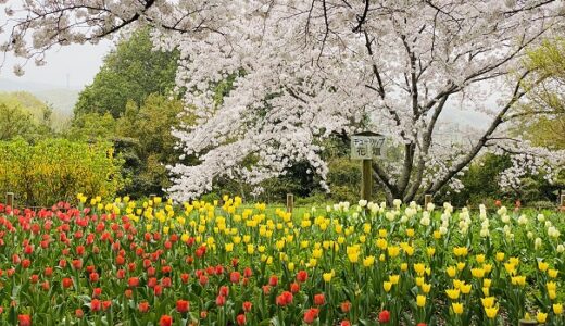公渕森林公園 5000本 桜の花見の名所 チューリップ 高松市