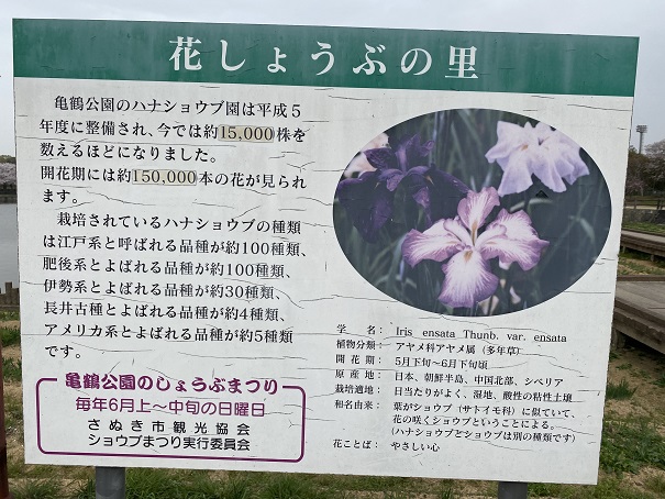 県立亀鶴公園　花しょうぶの里