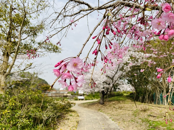 亀鶴公園　しだれ桜