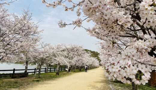 県立亀鶴公園 桜と花見 亀島までの300ｍの桜並木 さぬき市