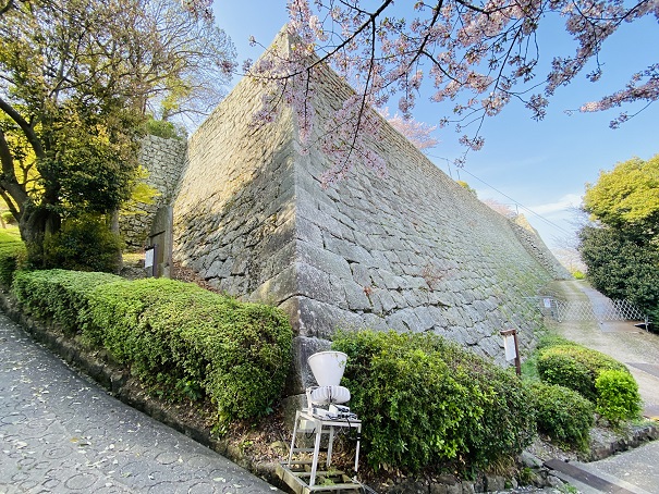 石垣の美扇の勾配丸亀城桜