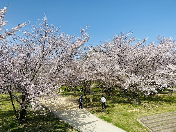 二の丸丸亀城桜