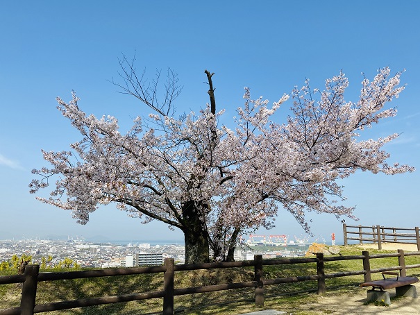 丸亀城一の丸桜と風景