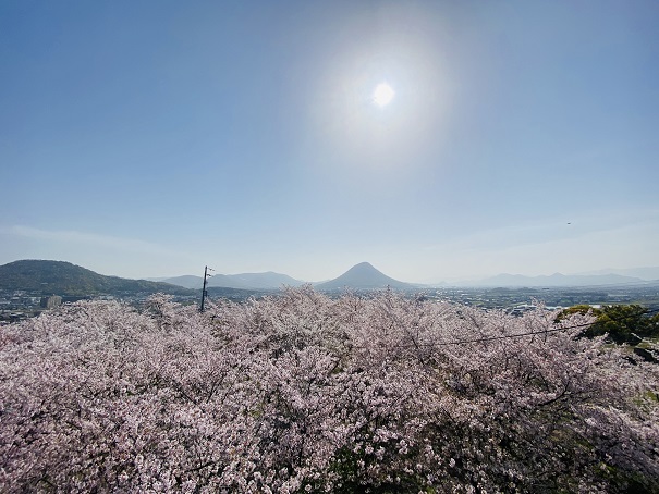 丸亀城桜の海と太陽