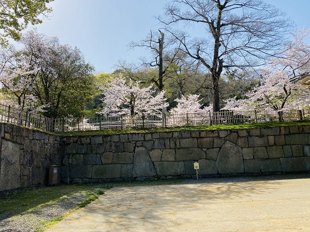 丸亀城石垣と桜