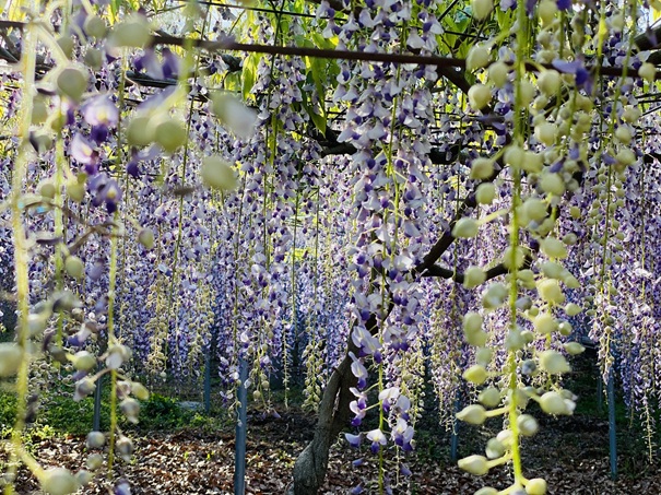 岩田神社　藤の花　ツボミ