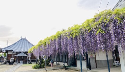 萬福寺 藤寺と呼ばれ紫や白やピンク色の藤棚が見事 財田町