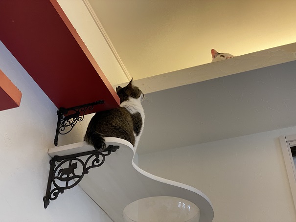 猫カフェNOA　上の猫