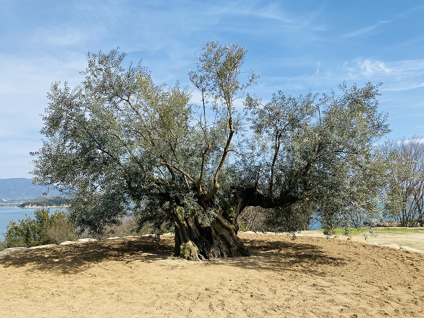 樹齢千年のオリーヴ大樹　