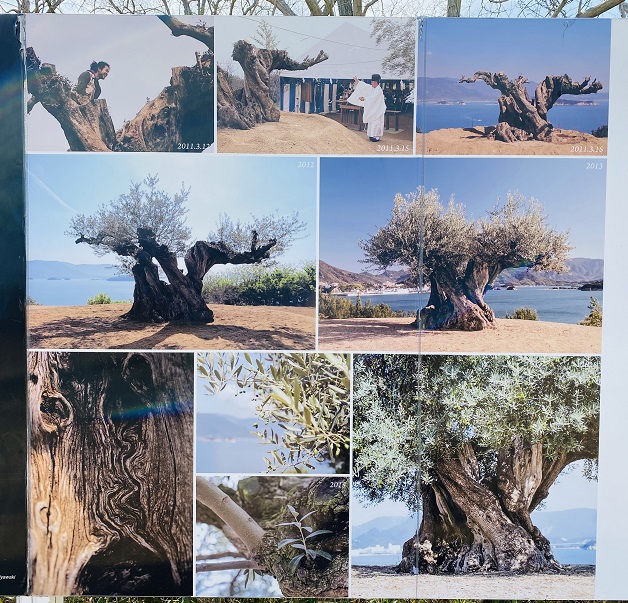 樹齢千年のオリーブ　移植の様子