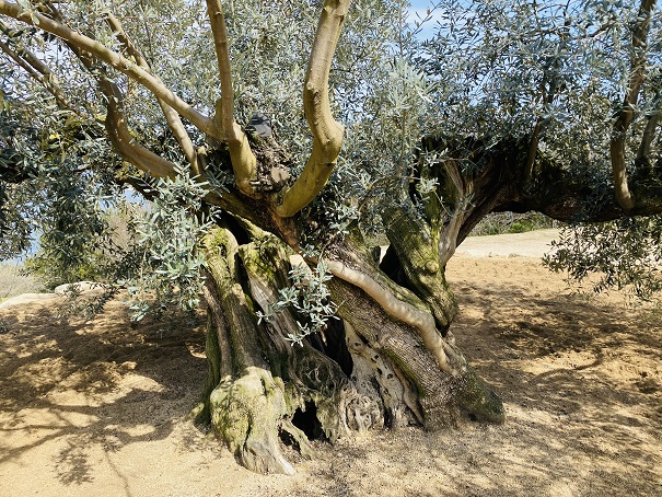 樹齢千年のオリーブ　幹を近くで
