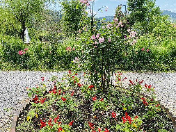 モネの庭　花の庭　バラとサルビア