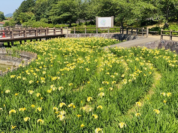 亀鶴公園　黄色一色の花しょうぶ