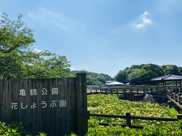 亀鶴公園　花しょうぶと看板