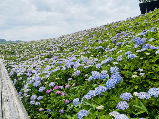 国営讃岐まんのう公園　たくさんのあじさい青