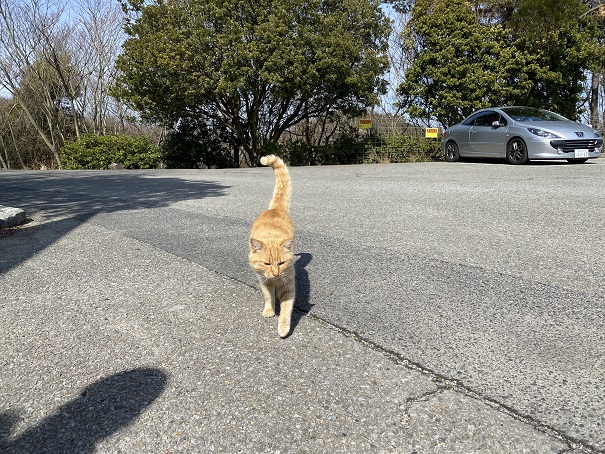 王子が岳　駐車場の猫