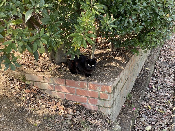 王子が岳　駐車場の黒猫