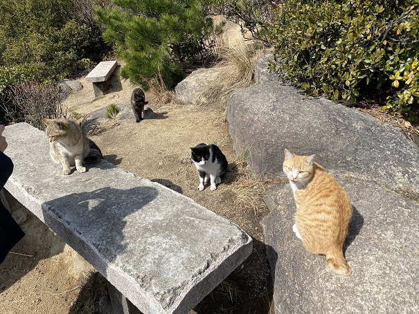 王子が岳　ベンチの休憩所の猫