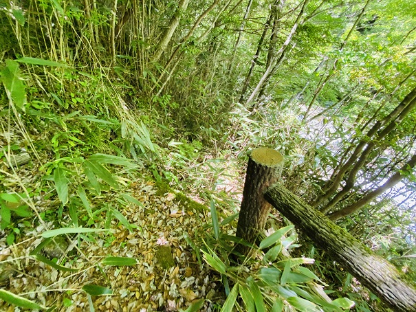 白猪谷オートキャンプ場　炊事棟奥から川へ降りる