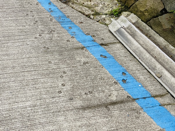 青島　コンクリート猫の足跡