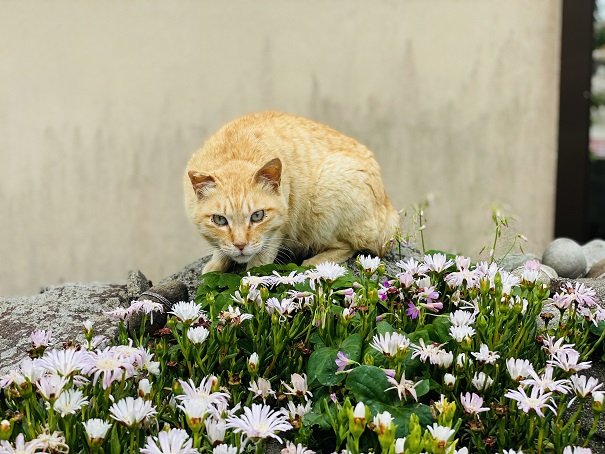 青島　お花の上の猫