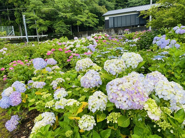 下長瀬あじさい公園　奥まで続くあじさい