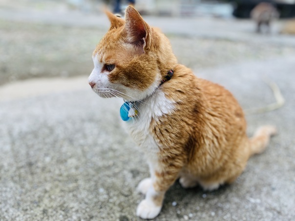 青島　首輪のついた猫
