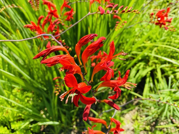 深山イギリス庭園　暖色の庭の赤い花