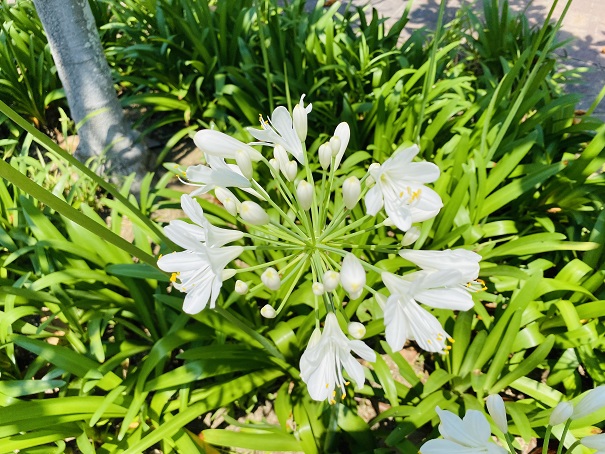 深山イギリス庭園　白色の庭の花1