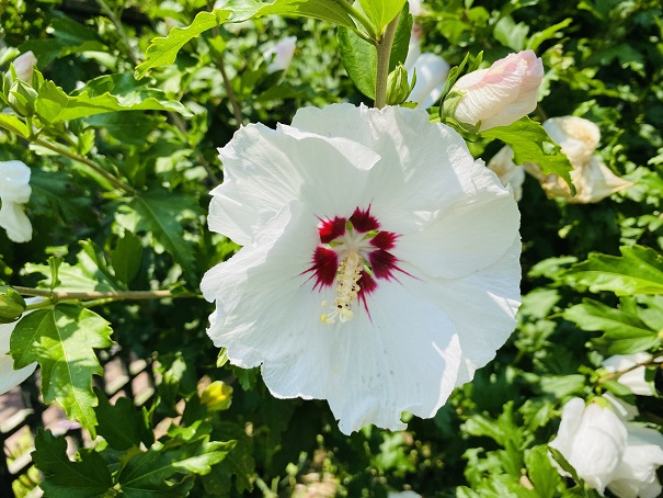 深山イギリス庭園　白色の庭の花2