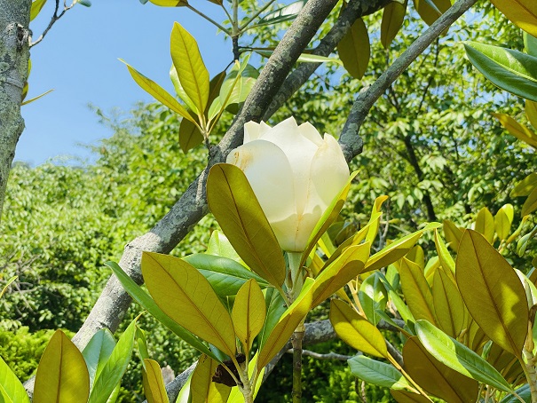 深山イギリス庭園　白色の庭タイサンボク