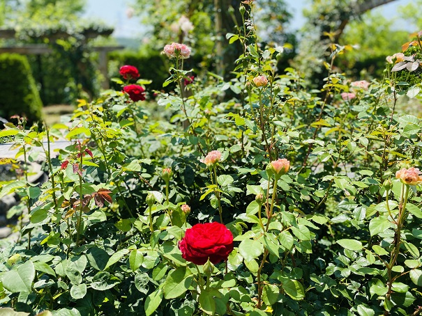 深山イギリス庭園　赤いバラ