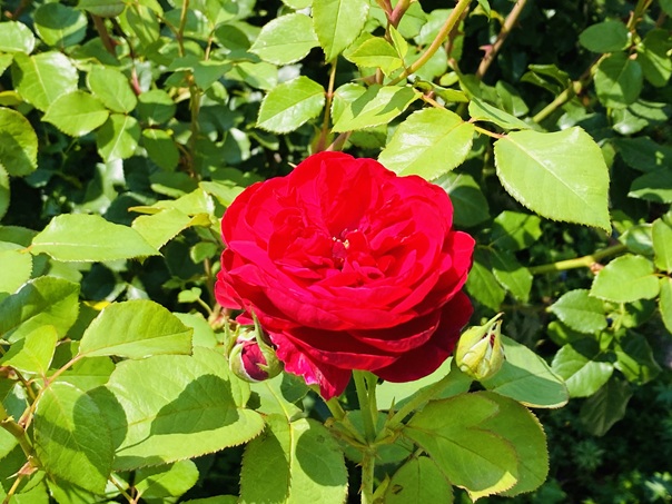 深山イギリス庭園　赤いバラ