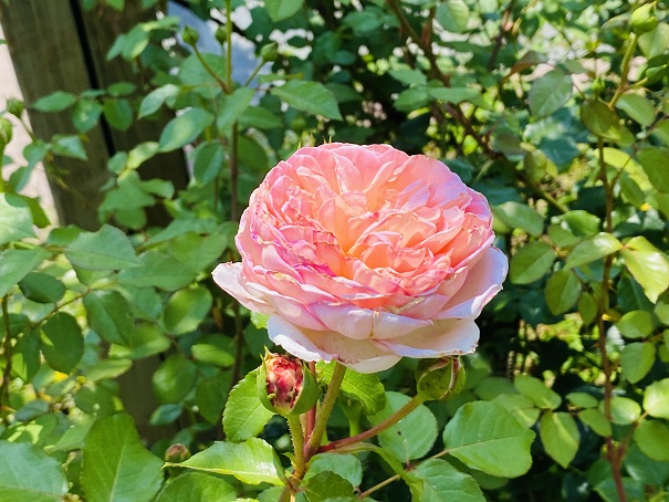 深山イギリス庭園　ピンクのバラ