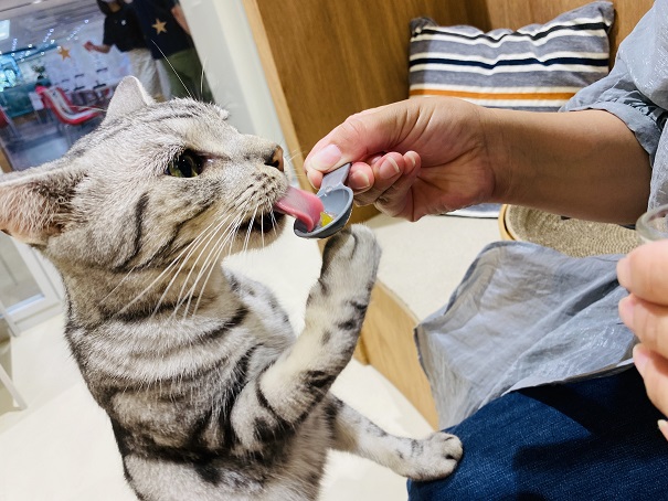 Moff animal cafeアリオ倉敷店猫ちゃんのフラッペ