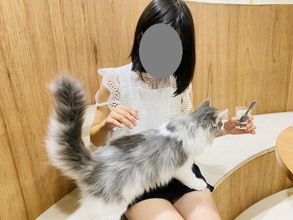 Moff animal cafeアリオ倉敷店猫ちゃんフラッペ