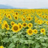 善入寺島ひまわり