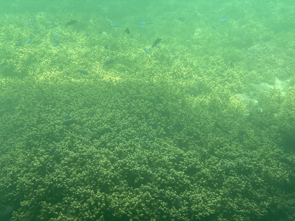 竹ヶ島　サンゴの海